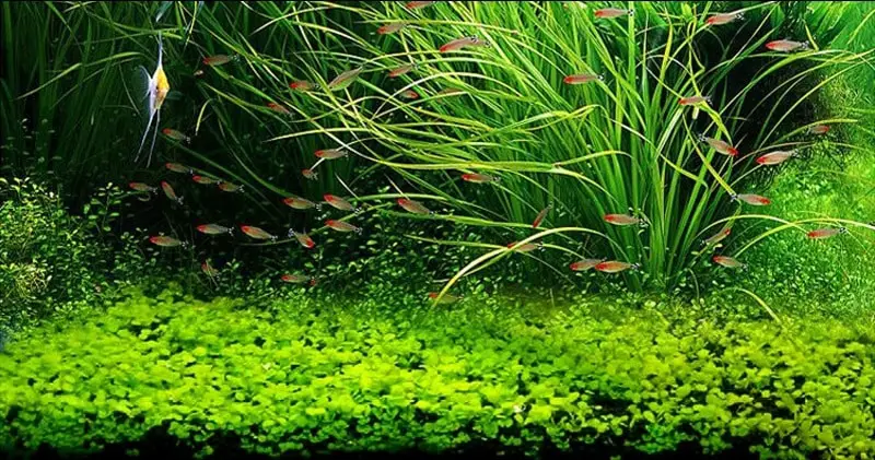 Best Fish Tanks for Beginners: A Comprehensive Guide to Choosing the Perfect Aquarium
