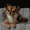 All You Need To Know About Teacup Puppies