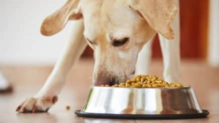 4 Steps to Keeping Your Dog Well-Nourished During Quarantine
