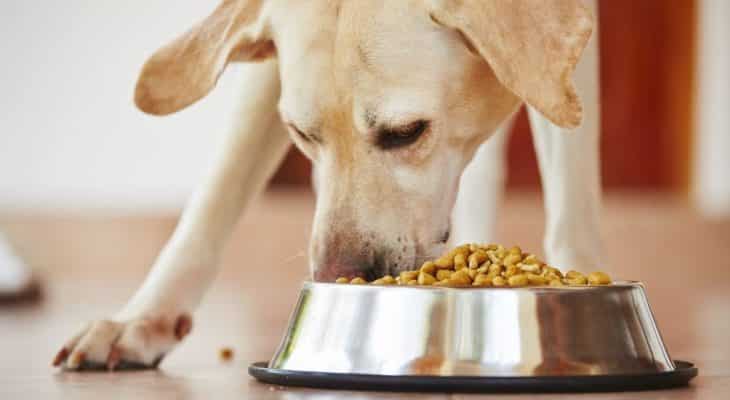 4 Steps to Keeping Your Dog Well-Nourished During Quarantine
