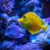 Handy Tips to Take the Strain Out of Keeping Aquariums