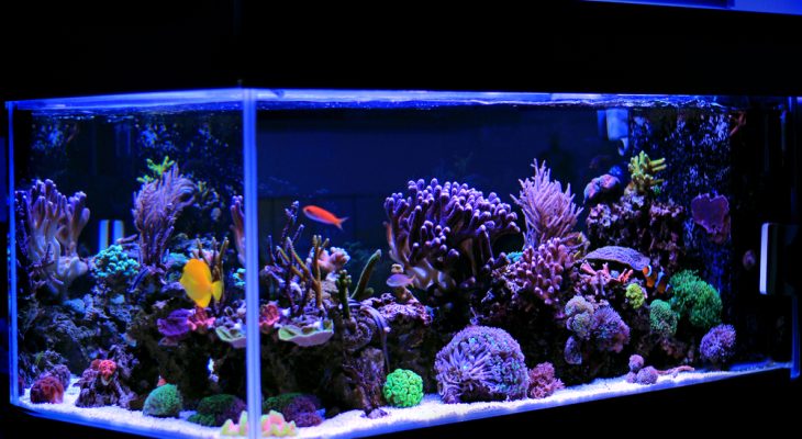 Maintaining a Clean Aquarium: Tips and Tricks for Cleaning Decorations Safely