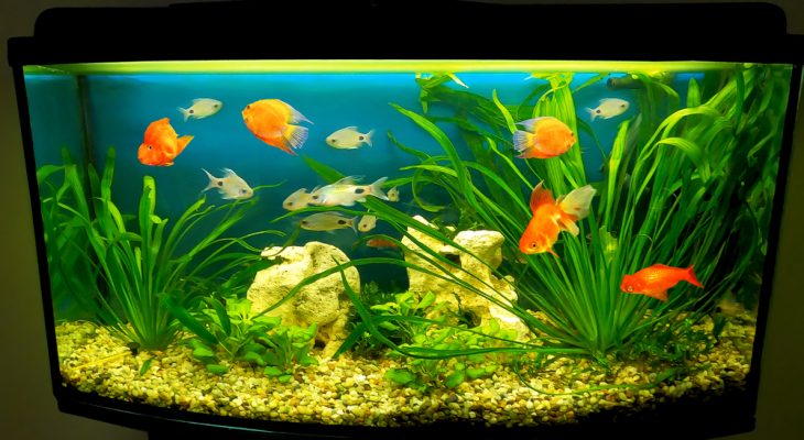 Removing Tannins from Your Aquarium Water: A Comprehensive Guide