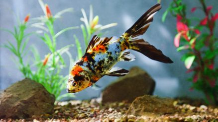 Rinsing Aquarium Sand: A Comprehensive Guide for Maintaining a Healthy Fish Tank